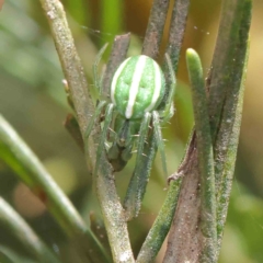 Araneus ginninderranus at O'Connor, ACT - 15 Dec 2022