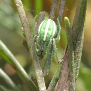 Araneus ginninderranus at O'Connor, ACT - 15 Dec 2022