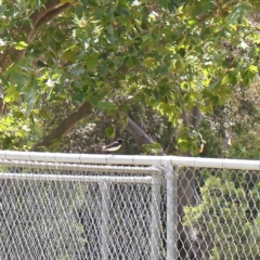 Rhipidura leucophrys (Willie Wagtail) at O'Connor, ACT - 15 Dec 2022 by ConBoekel