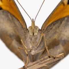 Heteronympha merope (Common Brown Butterfly) at Jerrabomberra, NSW - 15 Dec 2022 by MarkT