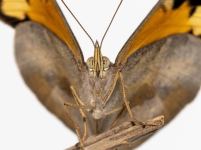 Heteronympha merope (Common Brown Butterfly) at Jerrabomberra, NSW - 15 Dec 2022 by MarkT