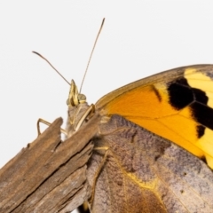 Heteronympha merope at Jerrabomberra, NSW - suppressed