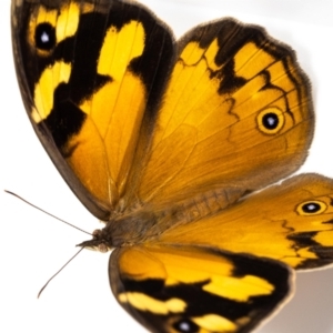 Heteronympha merope at Jerrabomberra, NSW - suppressed