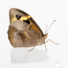 Heteronympha merope at Jerrabomberra, NSW - suppressed