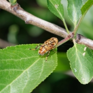 Eristalinus sp. (genus) at Downer, ACT - 16 Dec 2022