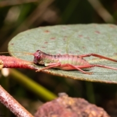 Phaneropterinae (subfamily) (Leaf Katydid, Bush Katydid) at Bruce, ACT - 14 Dec 2022 by Roger