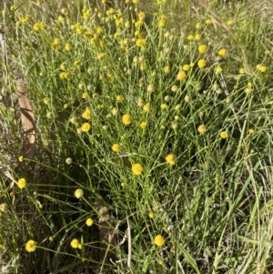 Calotis lappulacea at Aranda, ACT - 16 Dec 2022