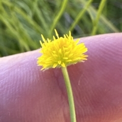 Calotis lappulacea at Aranda, ACT - 16 Dec 2022