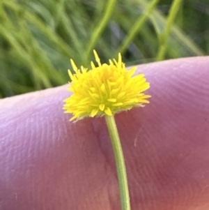 Calotis lappulacea at Aranda, ACT - 16 Dec 2022