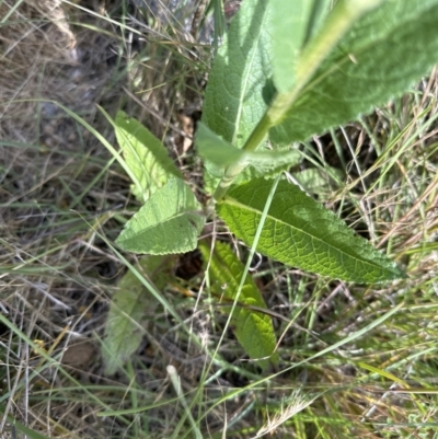 Verbascum virgatum (Green Mullein) at Aranda Bushland - 16 Dec 2022 by lbradley