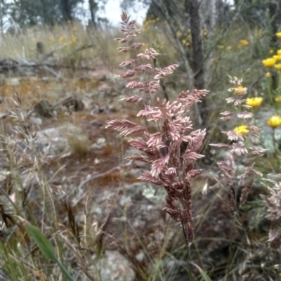 Holcus lanatus (Yorkshire Fog) at Cooma, NSW - 16 Dec 2022 by mahargiani