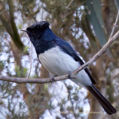 Myiagra cyanoleuca (Satin Flycatcher) at Paddys River, ACT - 10 Dec 2022 by KorinneM