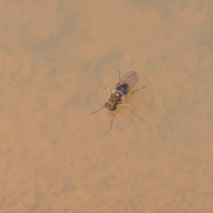 Brachydeutera sydneyensis (Shore fly) at O'Connor, ACT - 7 Dec 2022 by ConBoekel