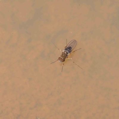 Brachydeutera sydneyensis (Shore fly) at Dryandra St Woodland - 7 Dec 2022 by ConBoekel