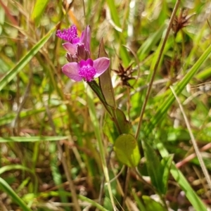 Polygala japonica at Yass River, NSW - 16 Dec 2022