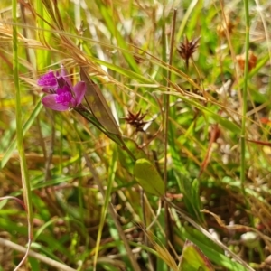 Polygala japonica at Yass River, NSW - 16 Dec 2022