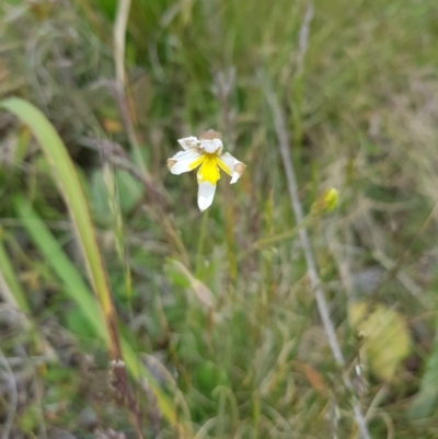 Velleia paradoxa (Spur Velleia) at Mount Clear, ACT - 15 Dec 2022 by danswell