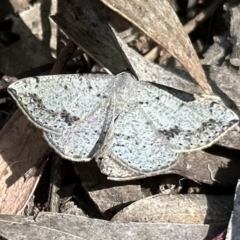 Taxeotis intextata (Looper Moth, Grey Taxeotis) at Campbell, ACT - 16 Dec 2022 by Pirom