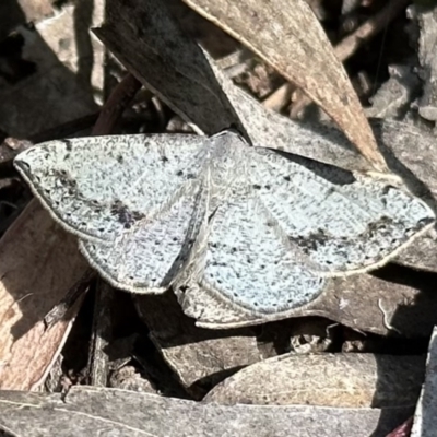 Taxeotis intextata (Looper Moth, Grey Taxeotis) at Mount Ainslie - 16 Dec 2022 by Pirom
