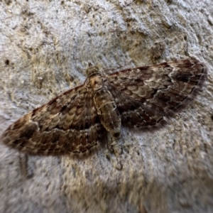 Chloroclystis catastreptes at Campbell, ACT - 16 Dec 2022 04:33 PM