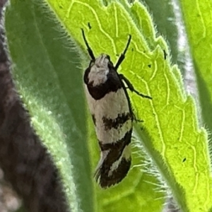 Olbonoma triptycha at Ainslie, ACT - 16 Dec 2022