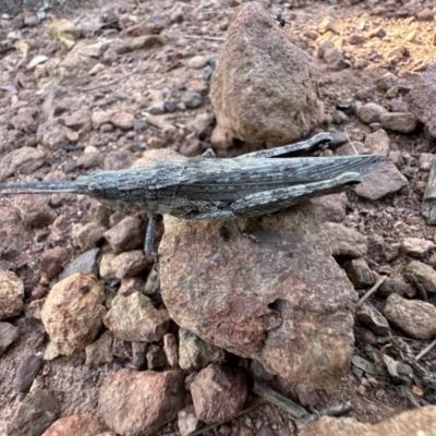 Coryphistes ruricola (Bark-mimicking Grasshopper) at Mount Ainslie - 16 Dec 2022 by Pirom