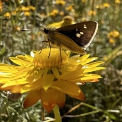 Trapezites luteus (Yellow Ochre, Rare White-spot Skipper) at Ainslie, ACT - 16 Dec 2022 by Pirom
