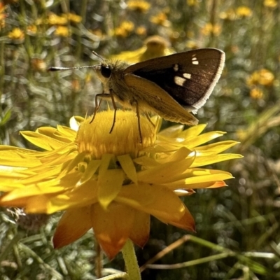 Trapezites luteus (Yellow Ochre, Rare White-spot Skipper) at Ainslie, ACT - 16 Dec 2022 by Pirom