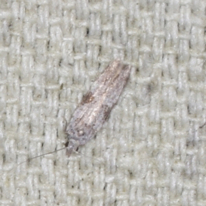 Anarsia molybdota at O'Connor, ACT - 5 Dec 2022