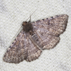 Diatenes aglossoides at O'Connor, ACT - 5 Dec 2022