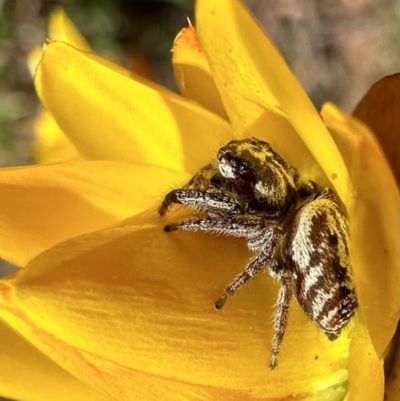 Opisthoncus sp. (genus) (Opisthoncus jumping spider) at Ainslie, ACT - 16 Dec 2022 by Pirom