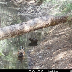 Anas castanea (Chestnut Teal) at Moruya, NSW - 8 Dec 2022 by LisaH