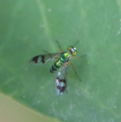 Unidentified True fly (Diptera) at Moruya, NSW - 16 Dec 2022 by LisaH