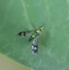 Dolichopodidae (family) (Unidentified Long-legged fly) at Moruya, NSW - 16 Dec 2022 by LisaH