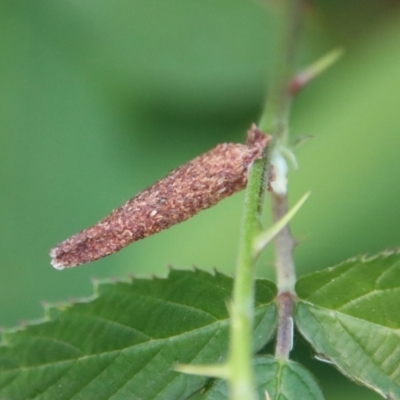 Unverified Case moth (Psychidae) at  - suppressed by LisaH
