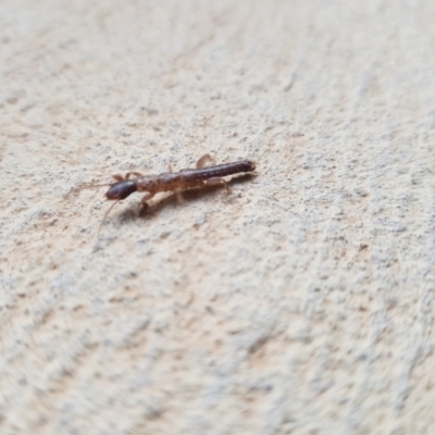 Embioptera (order) (Unidentified webspinner) at Greenleigh, NSW - 17 Dec 2022 by danswell