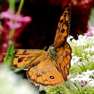 Heteronympha merope at Crooked Corner, NSW - 15 Dec 2022