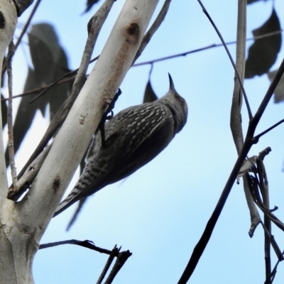 Climacteris erythrops (Red-browed Treecreeper) at Bargo, NSW - 28 Sep 2022 by GlossyGal