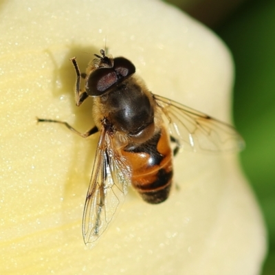 Eristalis tenax (Drone fly) at Wodonga, VIC - 16 Dec 2022 by KylieWaldon