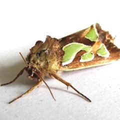 Cosmodes elegans (Green Blotched Moth) at Crooked Corner, NSW - 14 Dec 2022 by Milly