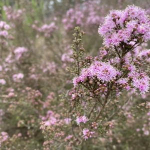 Kunzea parvifolia at Bungonia, NSW - 18 Oct 2022