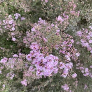 Kunzea parvifolia at Bungonia, NSW - 18 Oct 2022