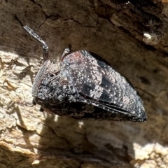 Platybrachys sp. (genus) (A gum hopper) at Ainslie, ACT - 15 Dec 2022 by Pirom