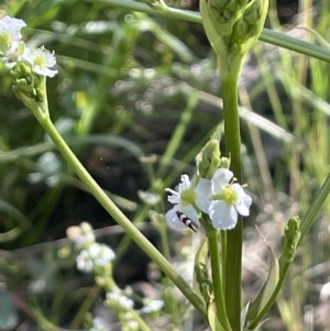 Alisma plantago-aquatica at Hackett, ACT - 16 Dec 2022 05:31 PM