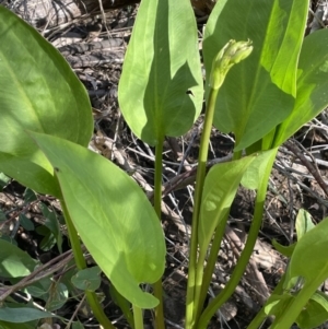 Alisma plantago-aquatica at Hackett, ACT - 16 Dec 2022