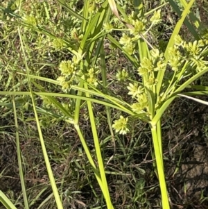 Cyperus eragrostis at Hackett, ACT - 16 Dec 2022