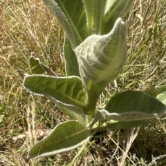 Verbascum thapsus subsp. thapsus (Great Mullein, Aaron's Rod) at Aranda Bushland - 17 Dec 2022 by lbradley