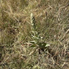 Verbascum thapsus subsp. thapsus at Aranda, ACT - 17 Dec 2022 11:04 AM