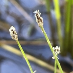 Eleocharis pusilla (Small Spike-rush) at Mount Majura - 16 Dec 2022 by JaneR