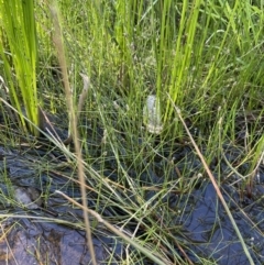 Eleocharis pusilla at Hackett, ACT - 16 Dec 2022 05:23 PM